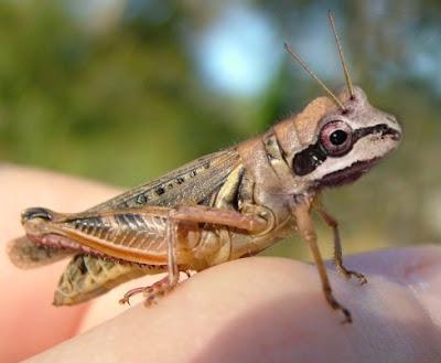 INSECT BIOLOGY BALLS