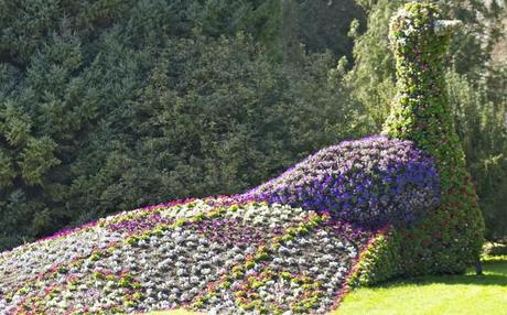 blumen insel mainau peacock