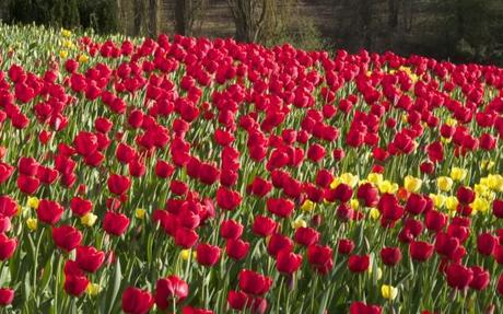 blumen insel mainau red tulips