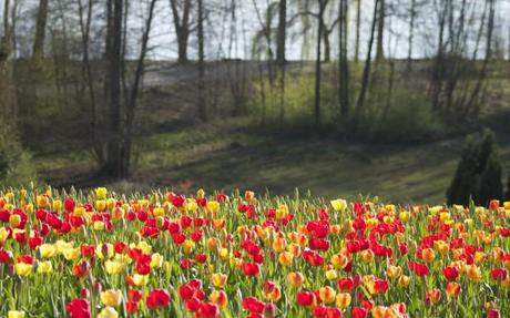 blumen insel mainau tulips and trees