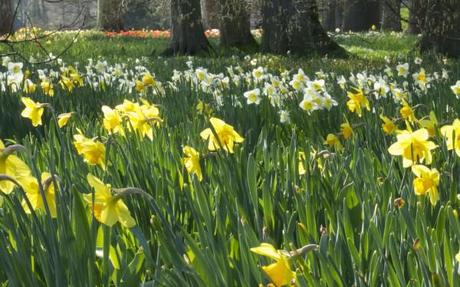 blumen insel mainau daffodils