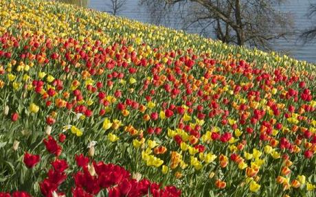 blumen insel mainau_tulips and bodensee