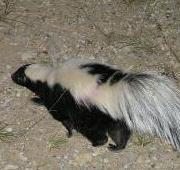 Skunk