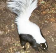 Skunk