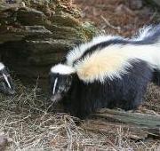 Skunk