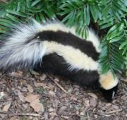 Skunk