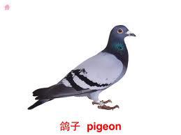 Pigeon