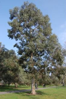 Eucalyptus perriniana (11/03/2012, Kew, London)