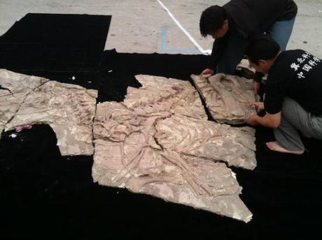 Fossil puzzle of what was to be named the Yutyrannus: image via blogs.discovermagazine.com/