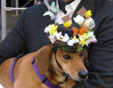 Bringing Bonnet Back!