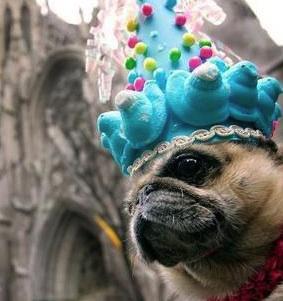 Bringing Bonnet Back!