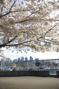 Exploring the History of Cherry Blossom Season