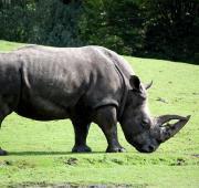 White Rhinoceros