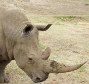 White Rhinoceros