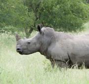 White Rhinoceros