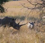 White Rhinoceros