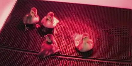 World's Rarest Ducklings Hatch