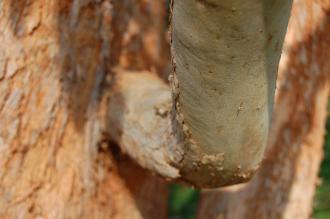 Eucalyptus delegatensis Bark (11/03/2012, Kew, London)