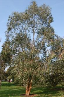 Eucalyptus delegatensis (11/03/2012, Kew, London)