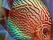 Most Beautiful Fish World