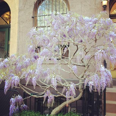 Spring in Chelsea