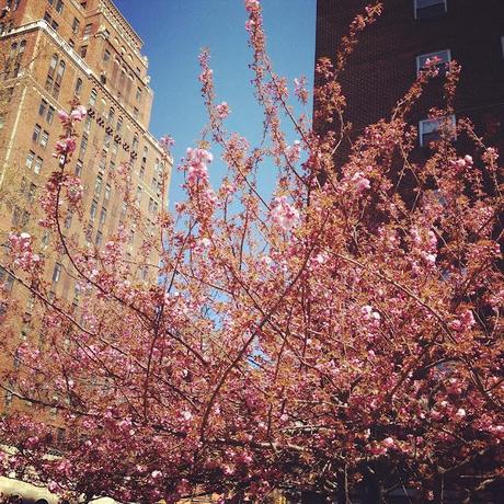 Spring in Chelsea