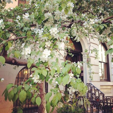 Spring in Chelsea