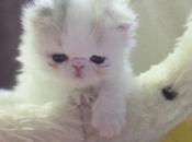 Meet Marshmallow, Japan's Super-Cute Preemie Kitten