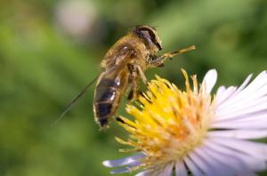 Slow Acting Pesticide To Blame For Bee Population Declines