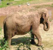 Asian Elephant