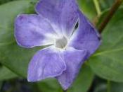 Plant Week: Vinca Major