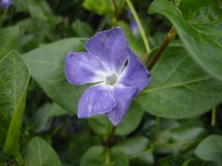 Vinca major Flower (07/04/2012, London)