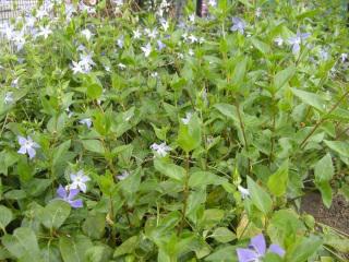 Vinca major (07/04/2012, London)