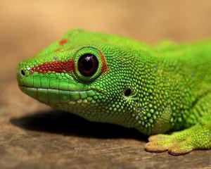 photo of a green lizard