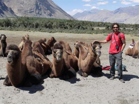 Those curious camels