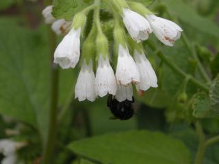 Symphytum officinale Flower (07/04/2012, London)