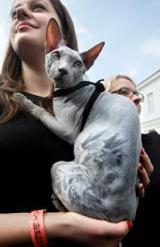 Shocking Tattooed Pets Blur the Line Between Art, Ownership and Abuse