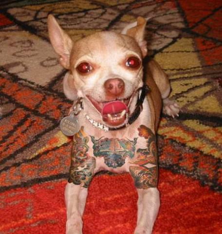 Shocking Tattooed Pets Blur the Line Between Art, Ownership and Abuse