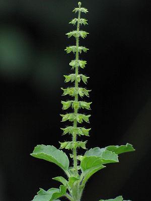 Tulsi Flower