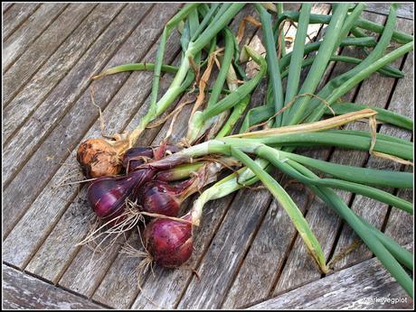 Harvesting onions