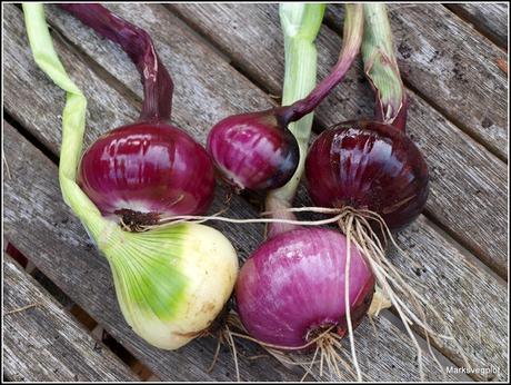 Harvesting onions