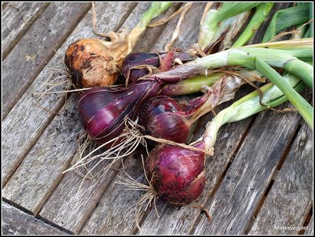 Harvesting onions