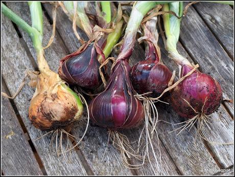 Harvesting onions