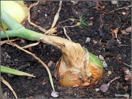 Harvesting onions