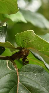 Tree following July 2017-  The withered quince