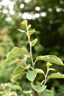 Tree following July 2017-  The withered quince