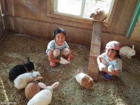 Farmstay experience in Flying Cow Ranch, Taiwan