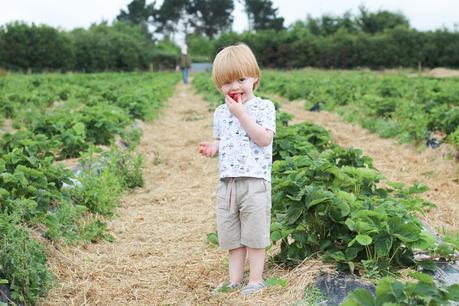 Strawberry Fields Forever...{The Ordinary Moments}