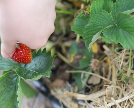 Strawberry Fields Forever...{The Ordinary Moments}