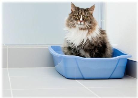 How to Keep Cat Litter in the Box | 5 Ways to keep cat littler
